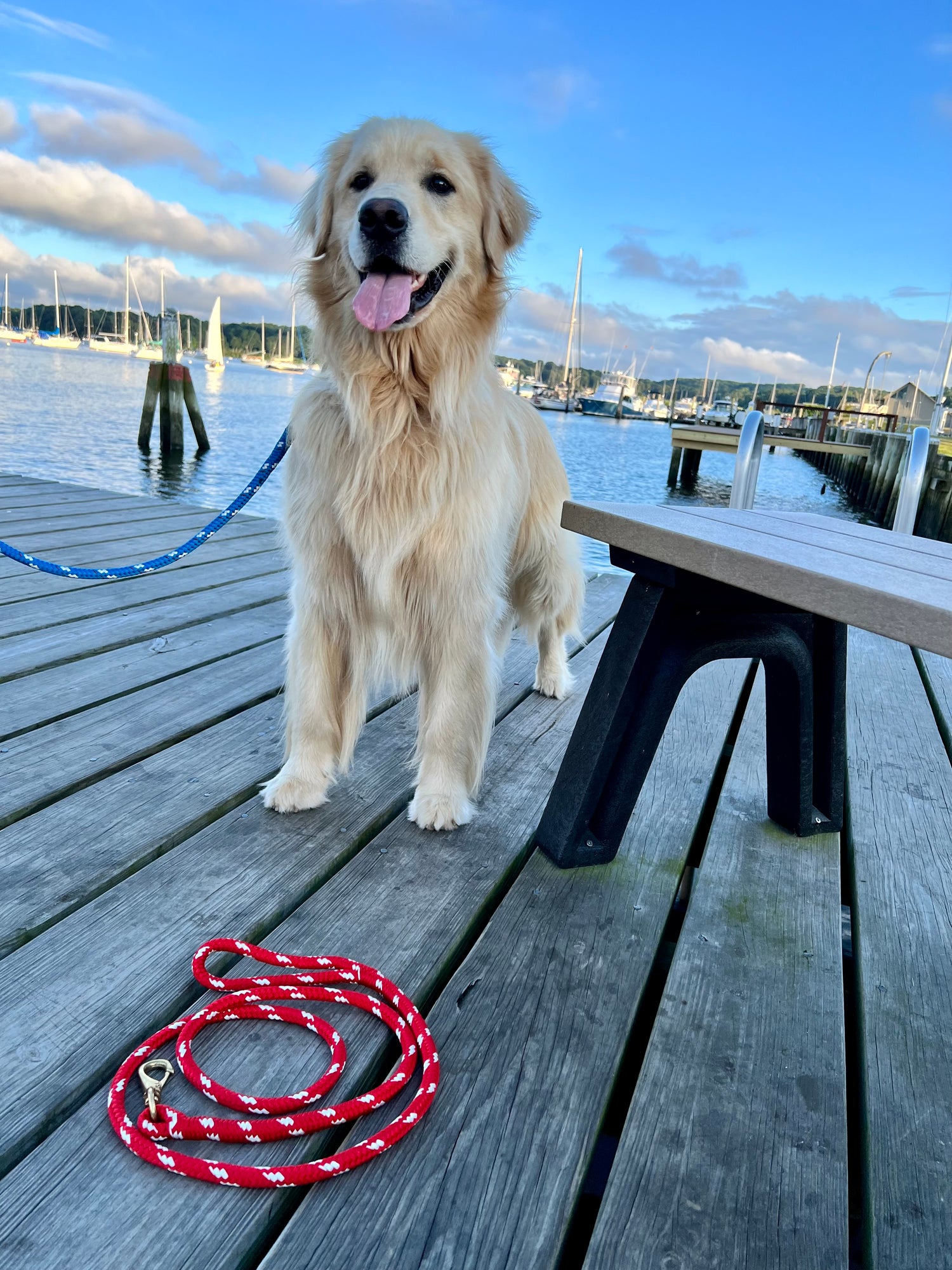 Nautical Black Rope Leash: Jolly Roger Collection